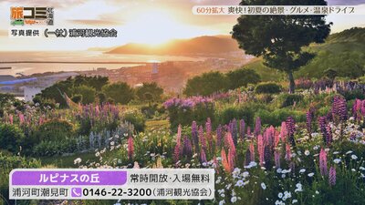 8_lupinus_1.jpg