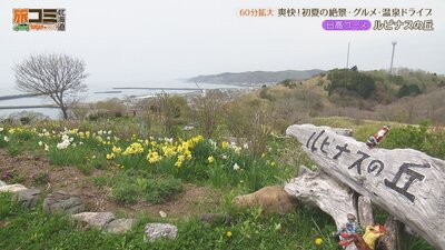 8_lupinus_2.jpg