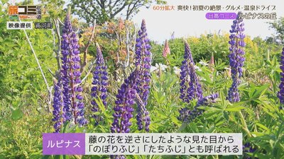 8_lupinus_3.jpg