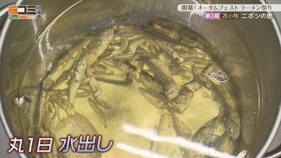 4_niboshi_4.jpg